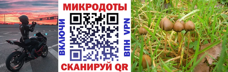 Псилоцибиновые грибы Psilocybine cubensis  Петухово 